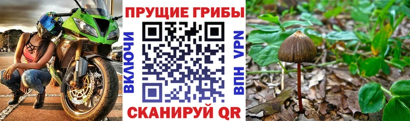 Псилоцибиновые грибы Psilocybe  Благодарный 